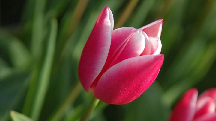 Pink Tulips Closeup In Garden